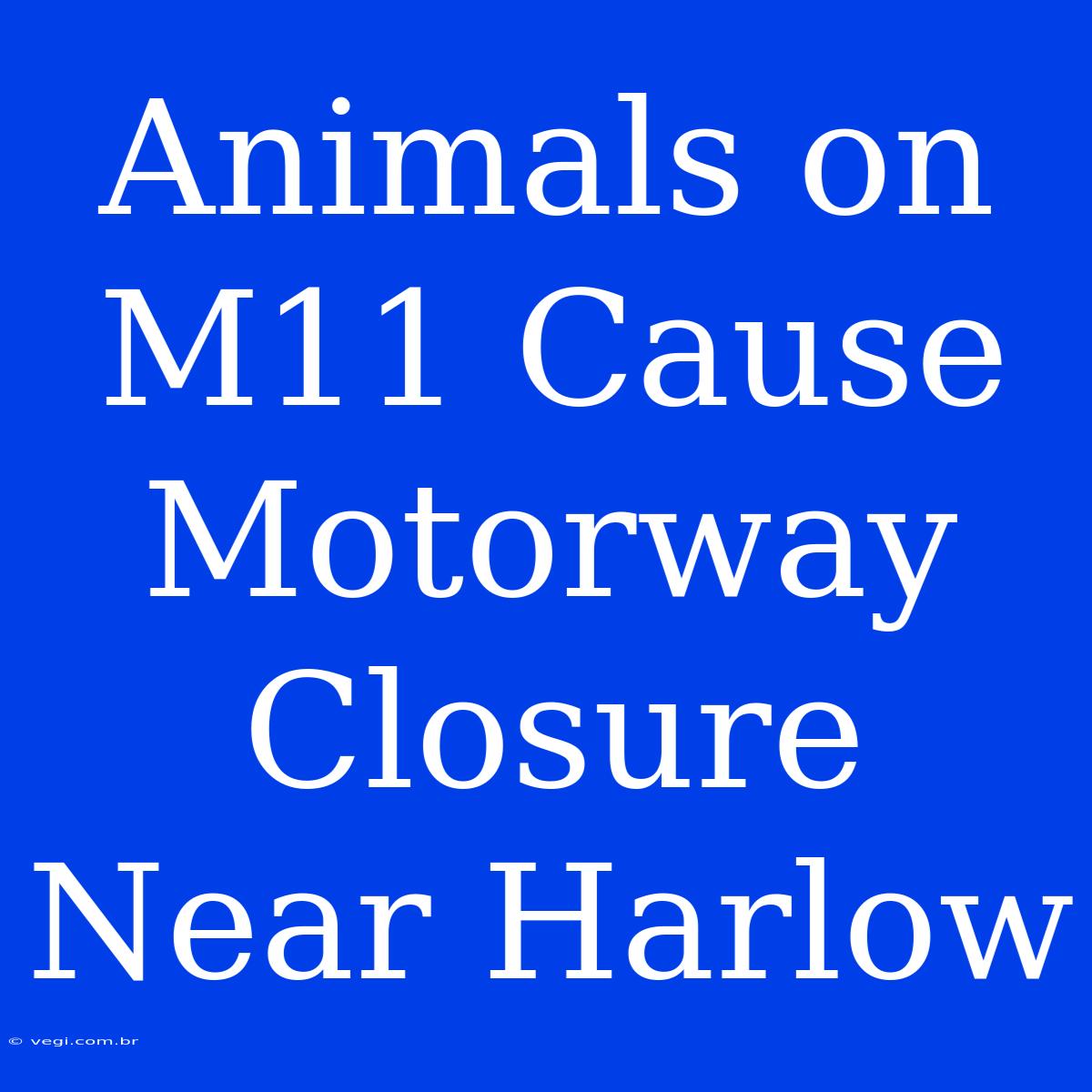 Animals On M11 Cause Motorway Closure Near Harlow