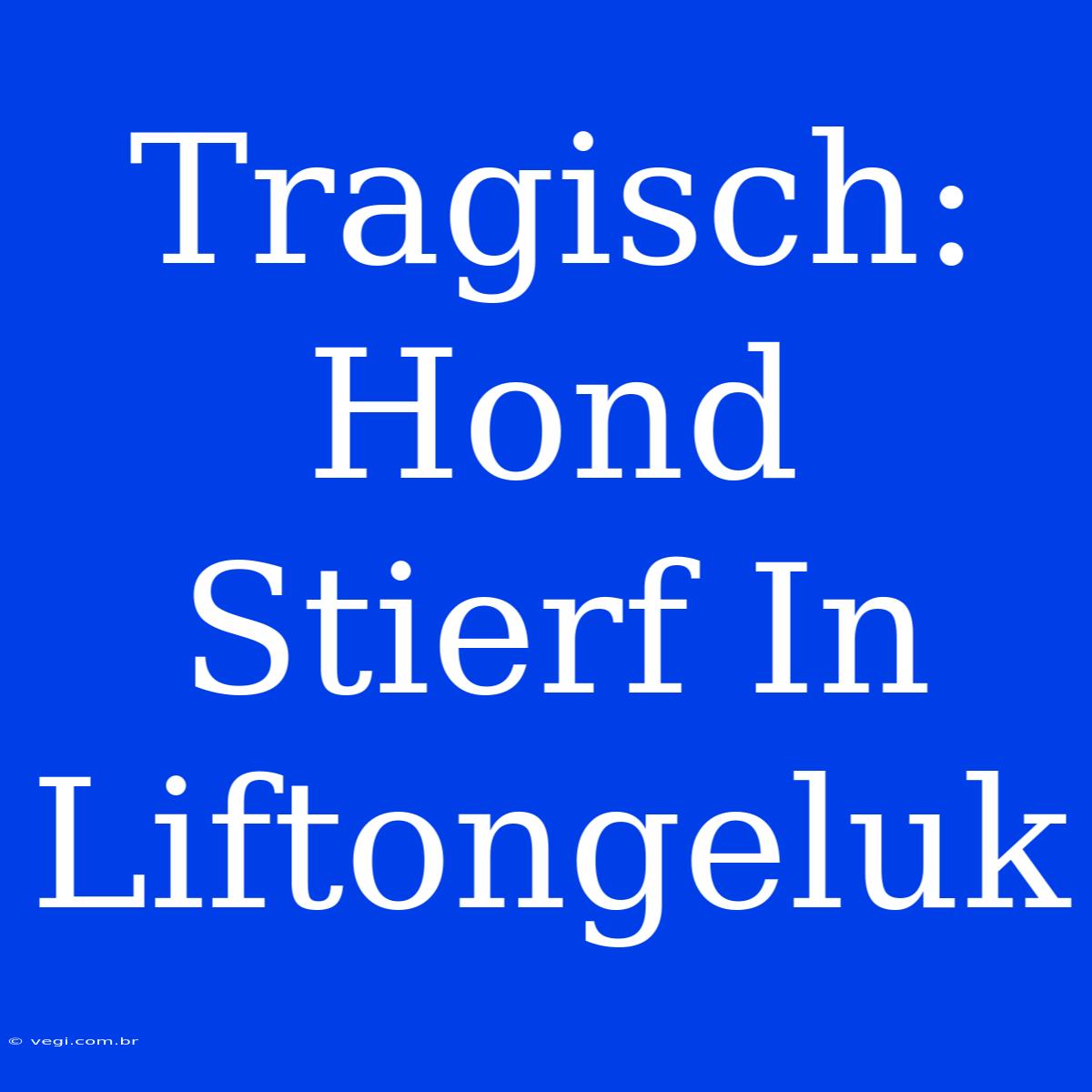 Tragisch: Hond Stierf In Liftongeluk