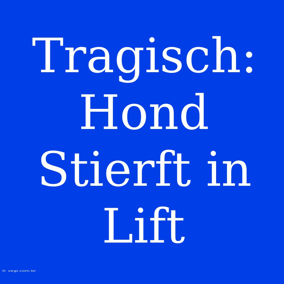 Tragisch: Hond Stierft In Lift